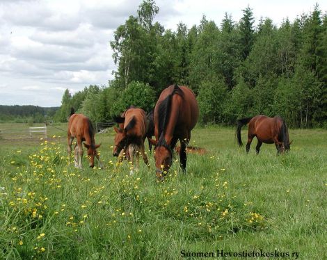 Myrkyllisiä kasveja | Hevostietokeskus